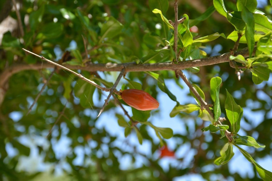 barbados acerola cherry tree