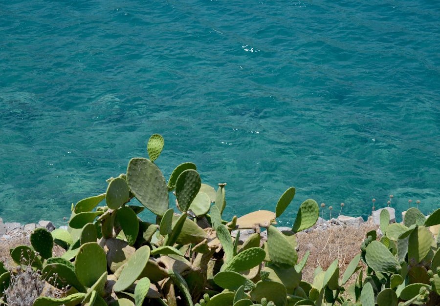 prickly pear