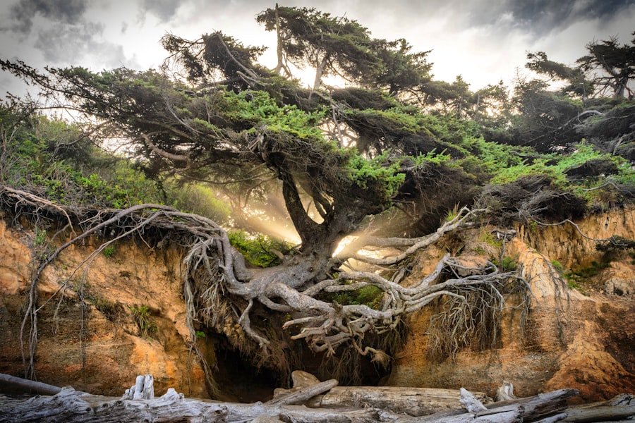 tree of life