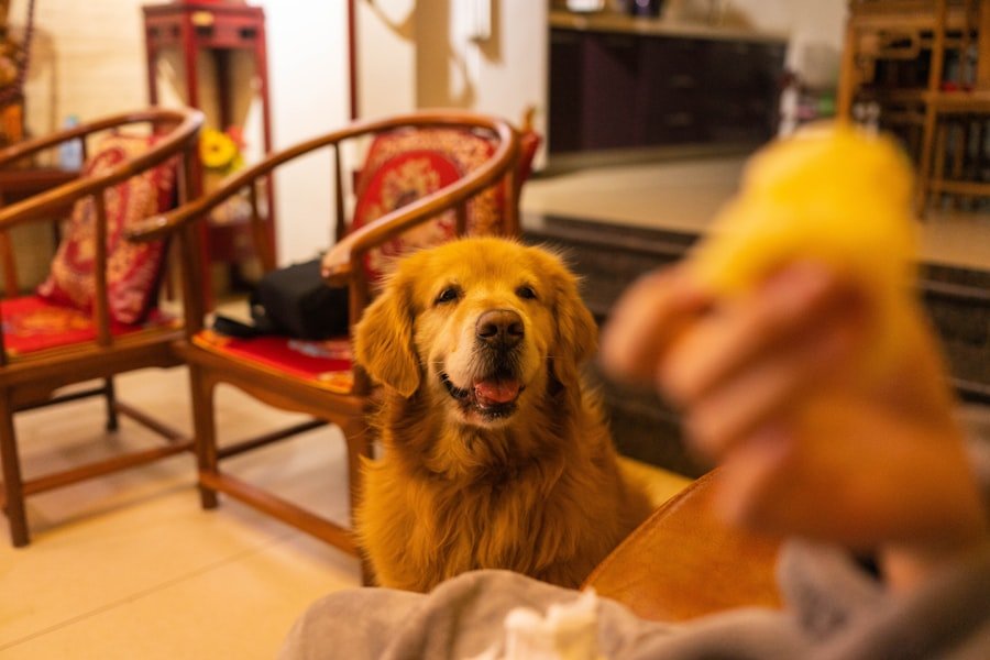 pancake dog