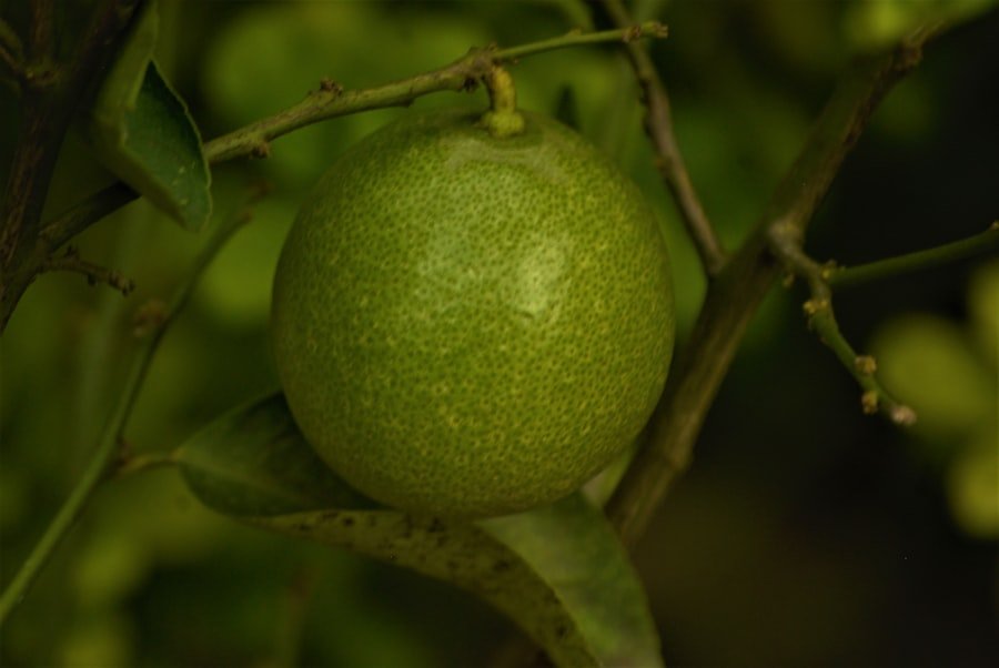 mexican guava