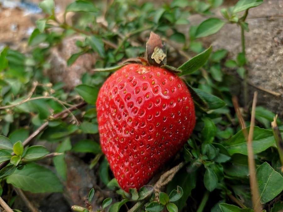 Ozark Beauty strawberry plants growing in a garden bed