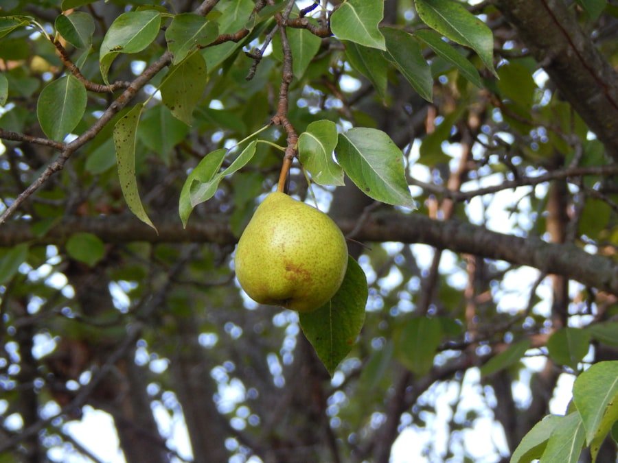 white guava
