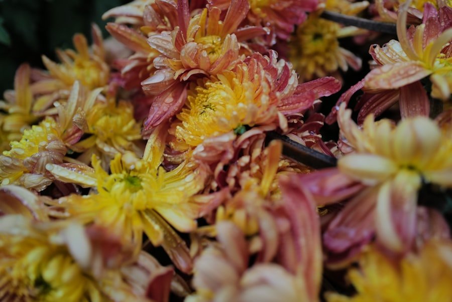 chrysanthemums care