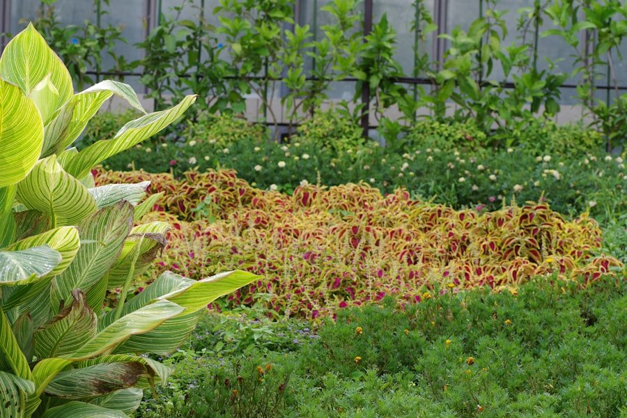 curry plant seedling