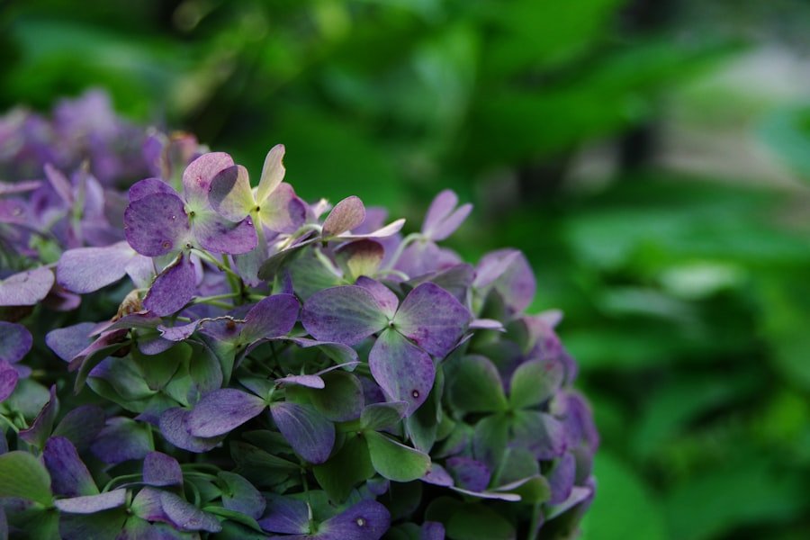 plant purple potatoes