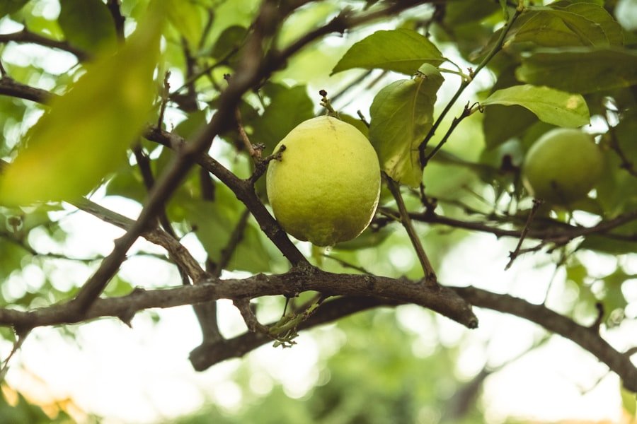 tropical white guava