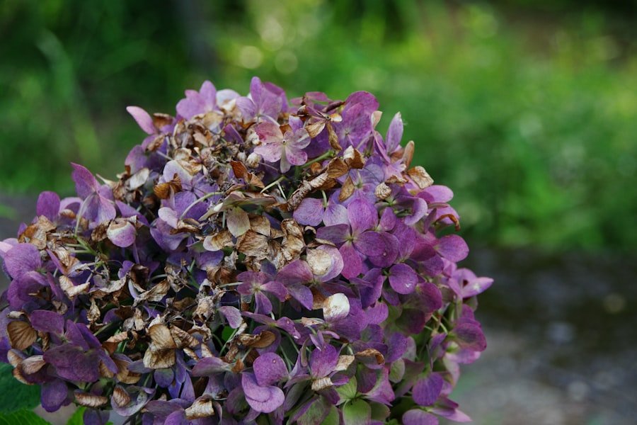 purple potato plant