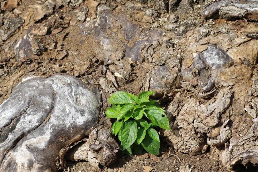 potting soil for potatoes
