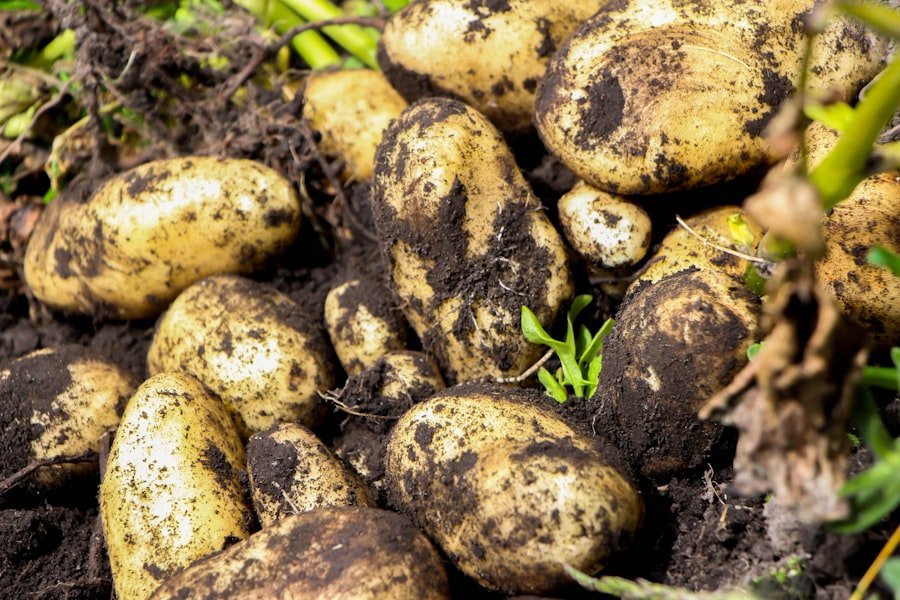 grow yukon gold potatoes