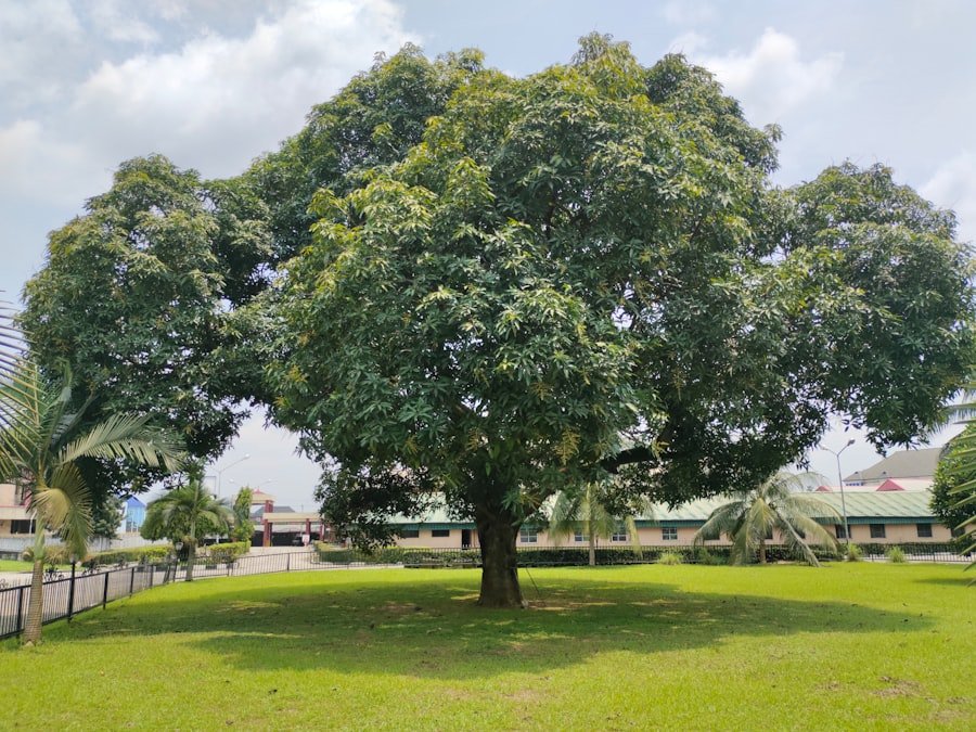 mango tree