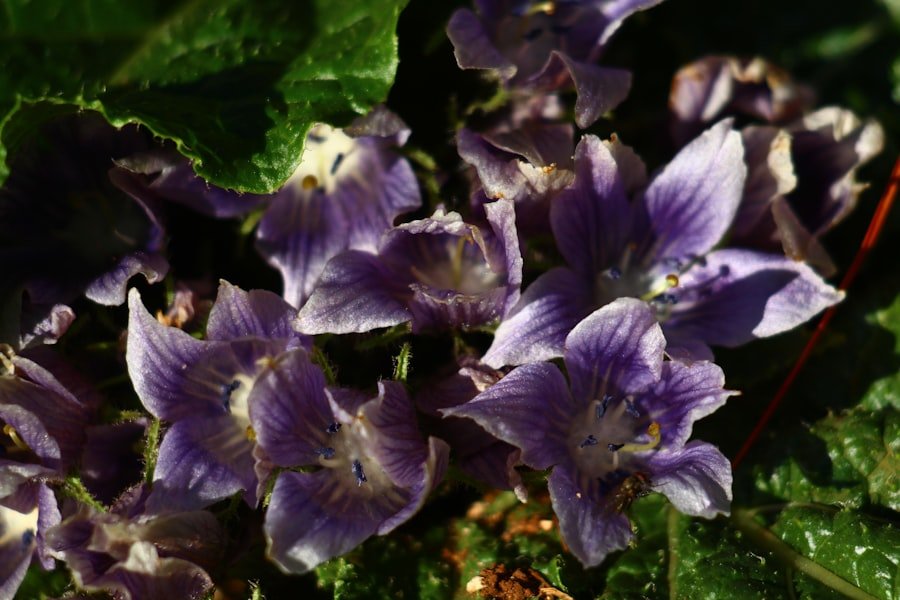 purple potato seedlings