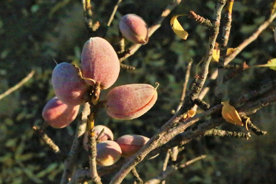 loquat fruit season