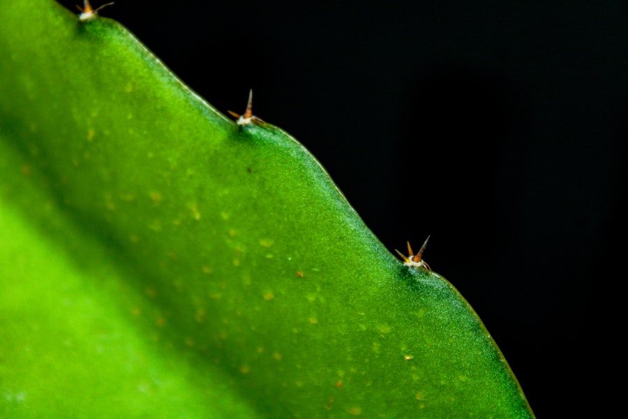 diatomaceous earth aphids