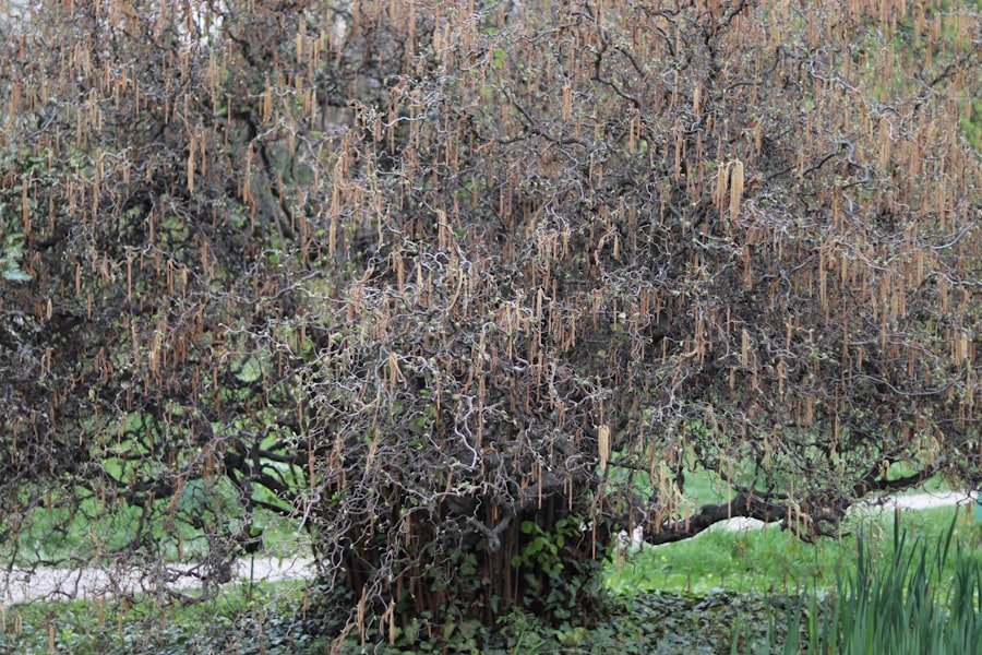 jerusalem artichoke plants