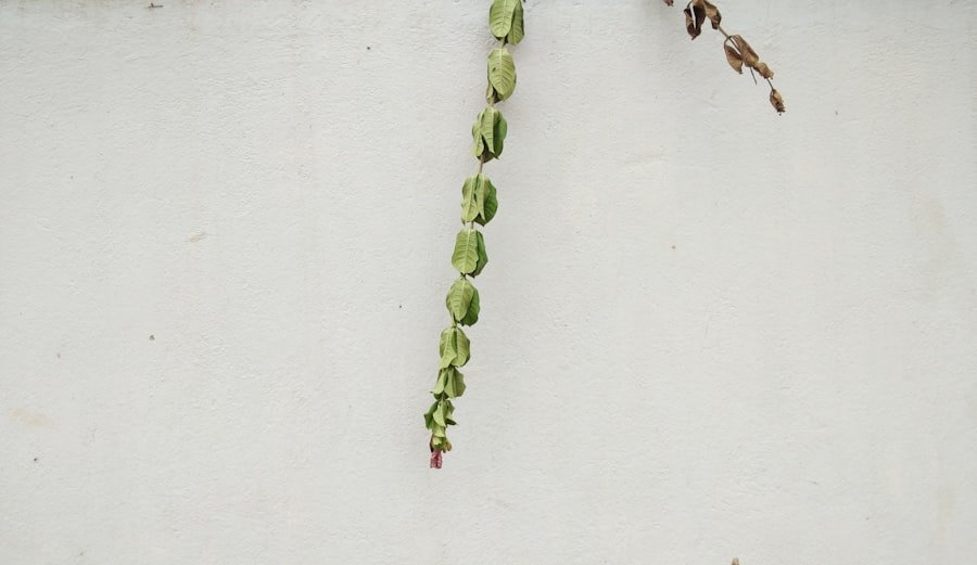 snake bean seedlings