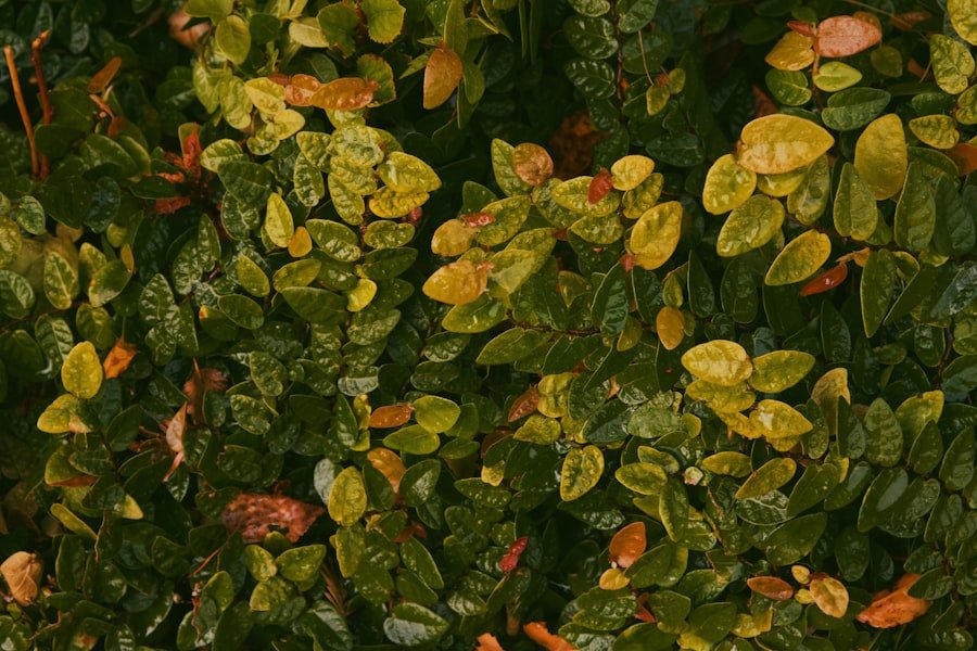 coppertone loquat plant