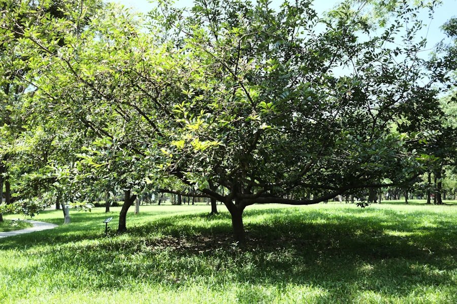 Nespoli (loquat) fruit tree planting site and soil preparation