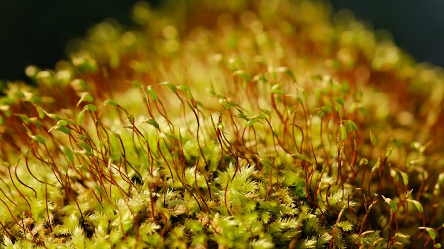 propagation moss