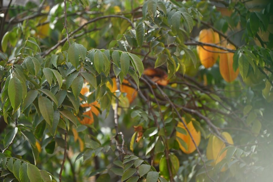 mango tree California