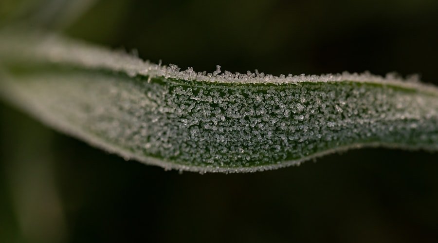 okra aphids