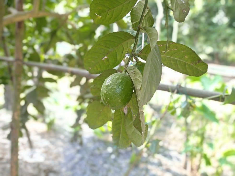 guava plant variety
