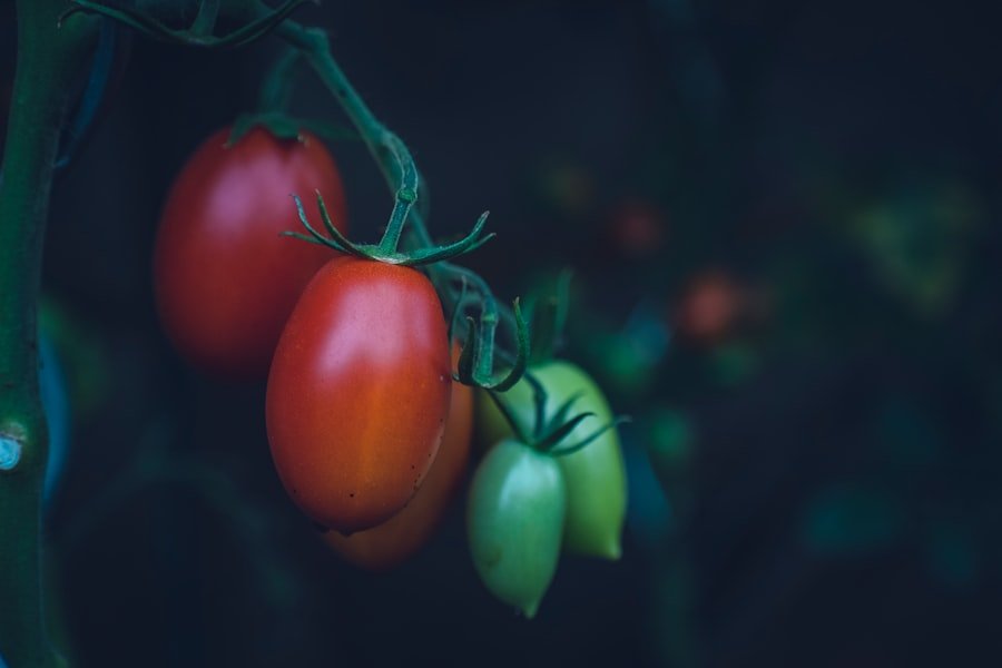 tomato plants, shade
