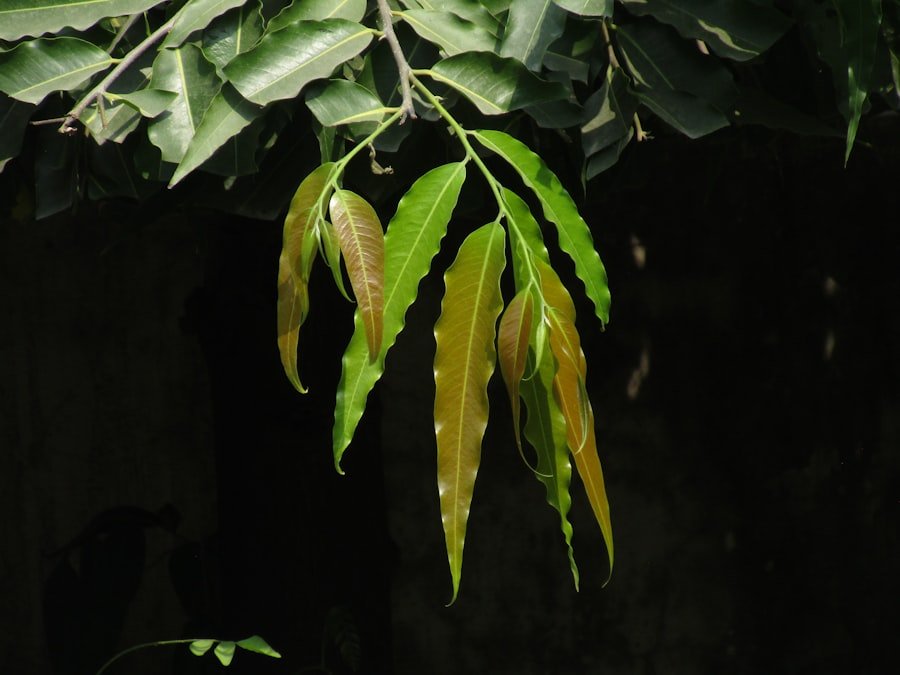 okra leaves