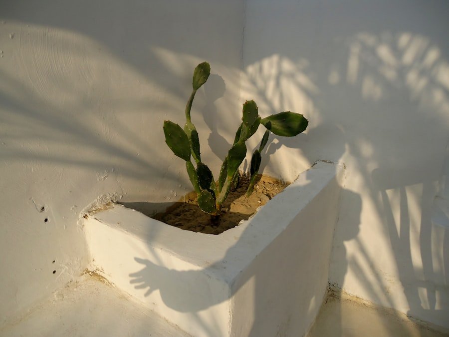 Planting shallot sets in prepared soil