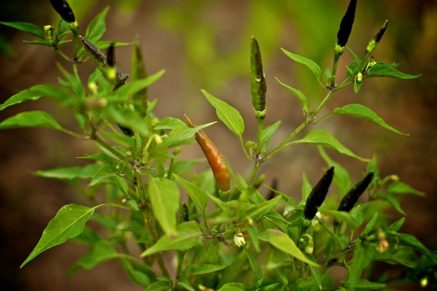 ancho pepper growing