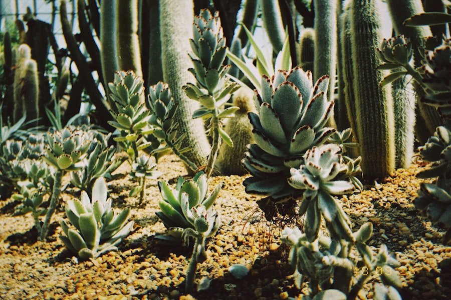 diatomaceous earth plants