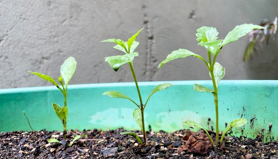 grow curry plant from seed