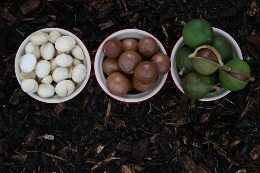 Ripe loquats on a branch with glossy leaves