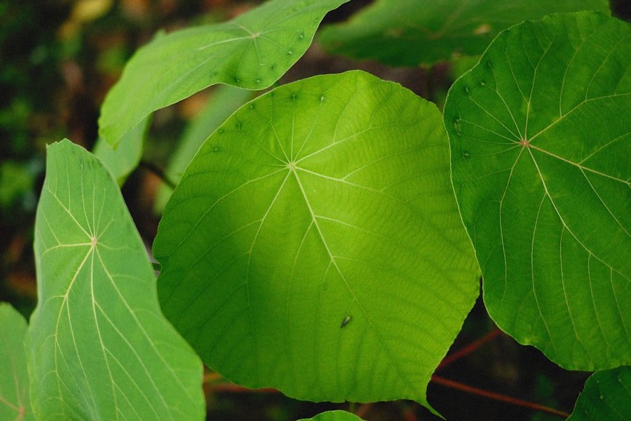 Preparing a curry leaf cutting: lower leaves removed, node exposed