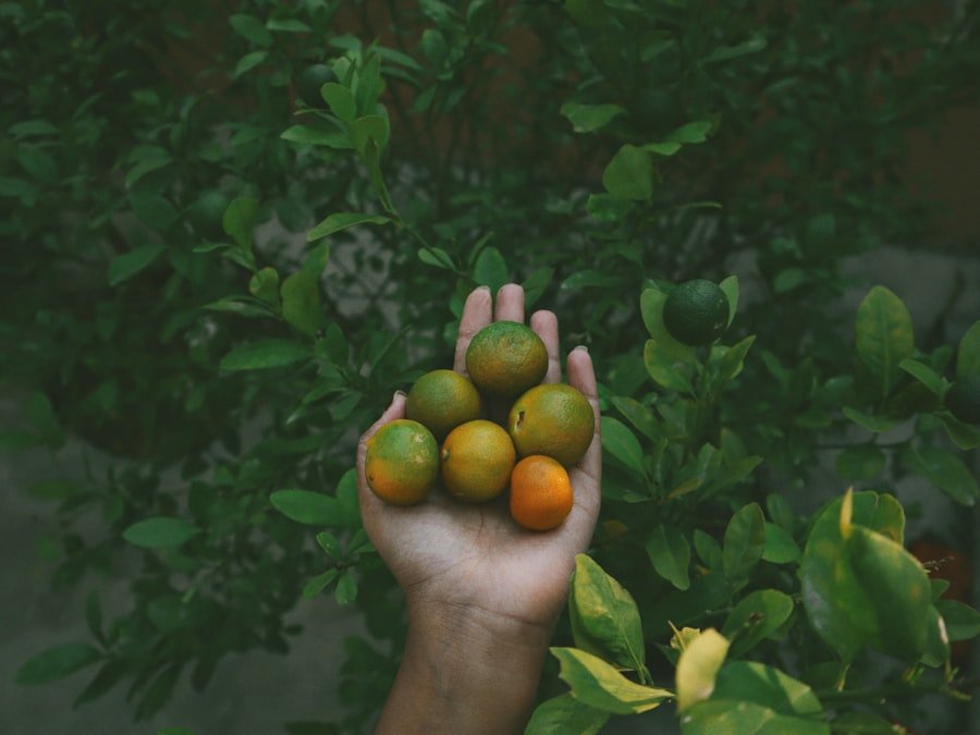 mango tree harvest