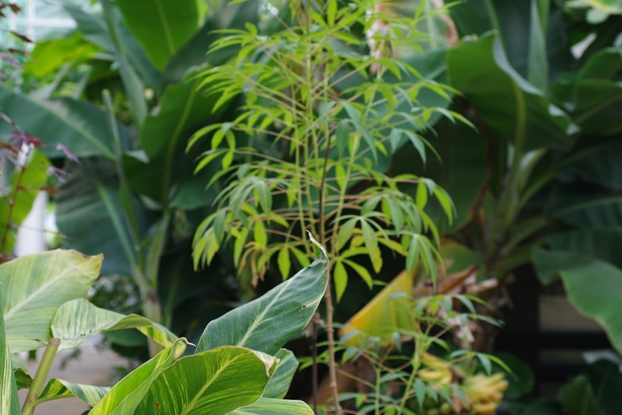 okra plant