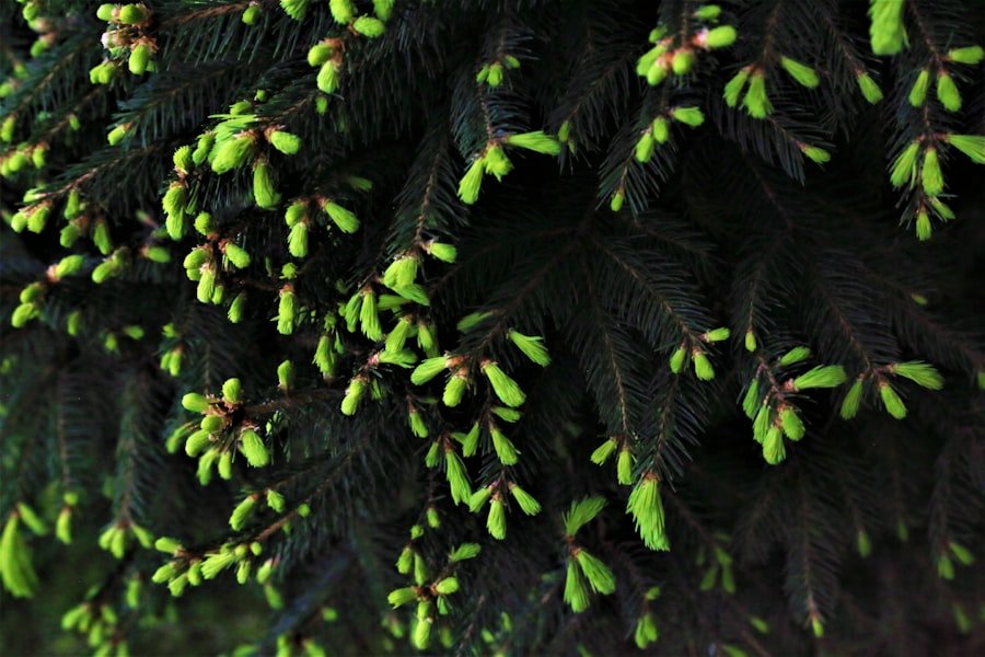 crossandra seedlings