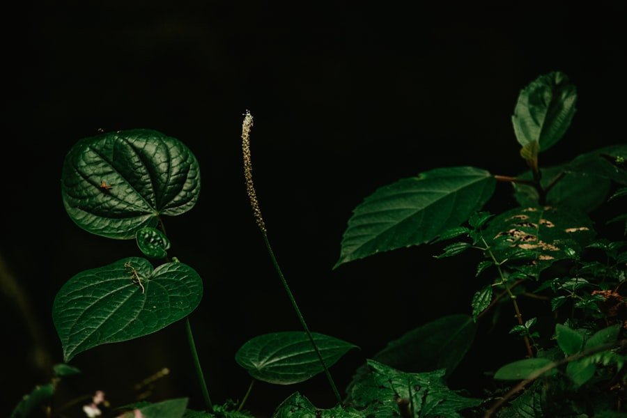 murraya koenigii plant