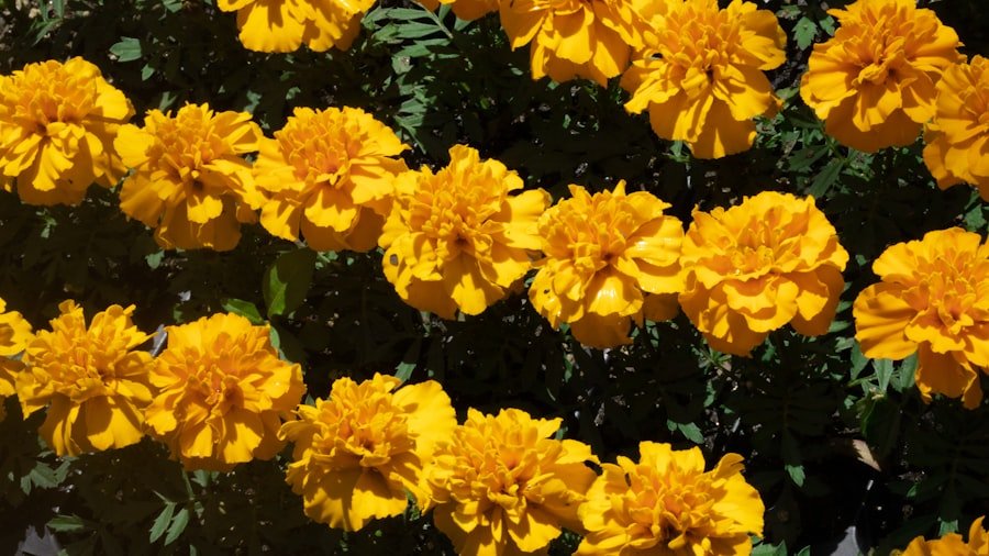 divide chrysanthemums