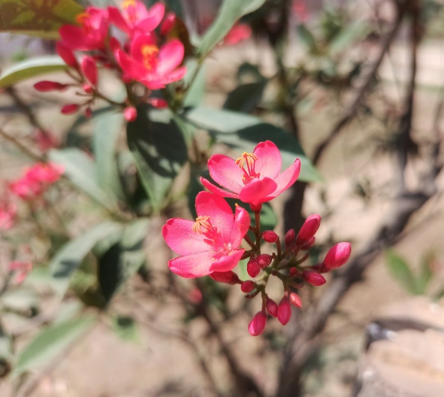 Preparing garden soil with compost for April planting in California