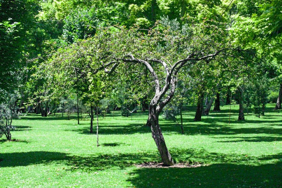 Loquat tree with ripe, orange fruit in a sunny Houston backyard