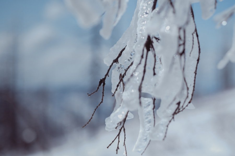 Mature loquat tree showing fruit clusters in a cool climate garden