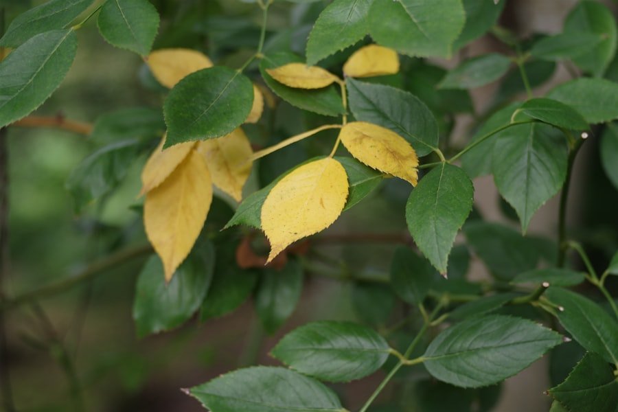 buy curry leaf tree