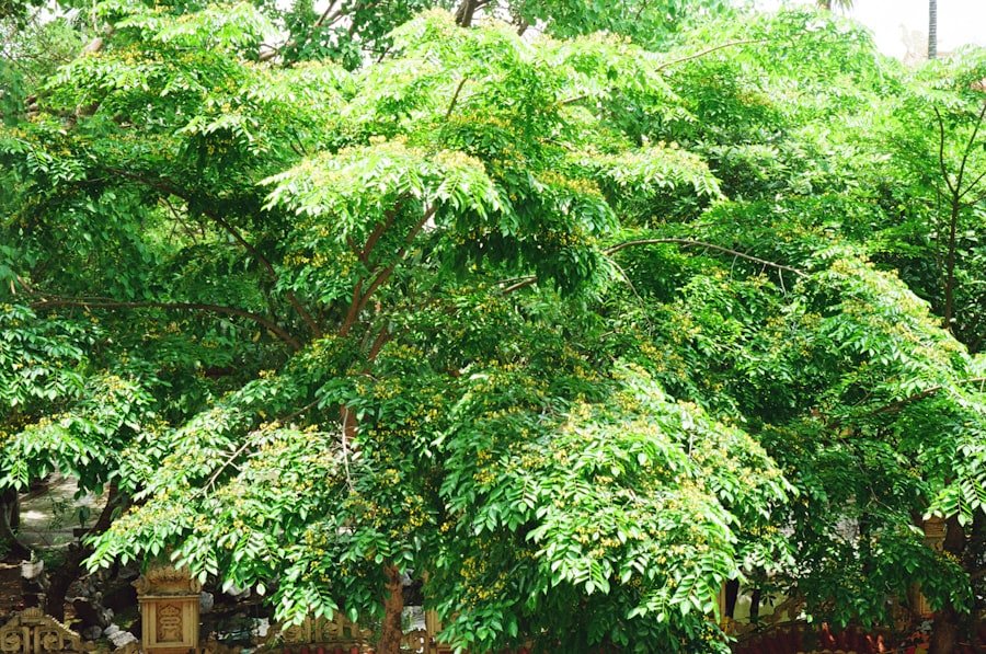 cheremoya tree