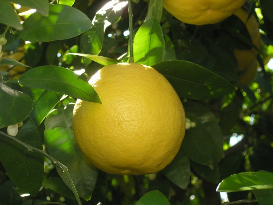lemon plum