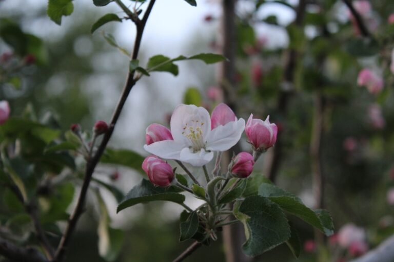 Photo hidden rose apple tree