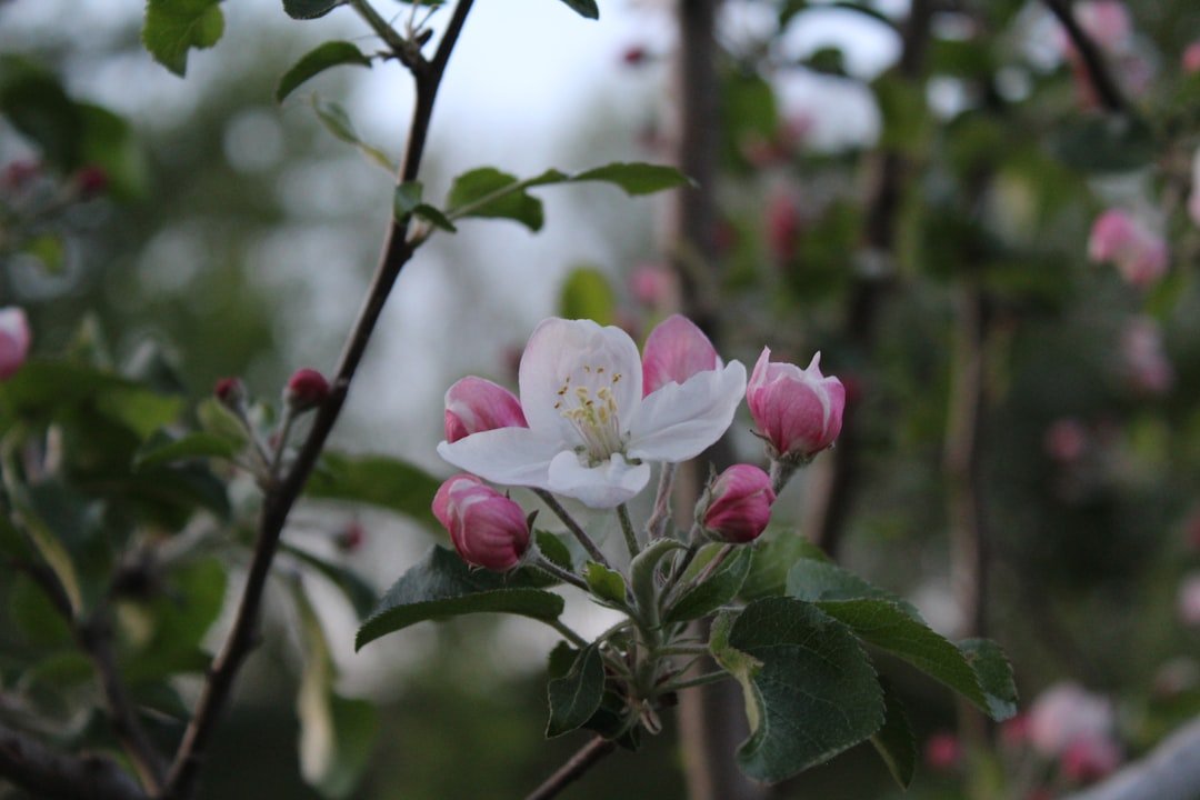 Photo hidden rose apple tree