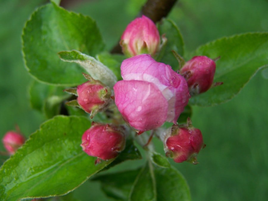 Photo hidden rose apple tree