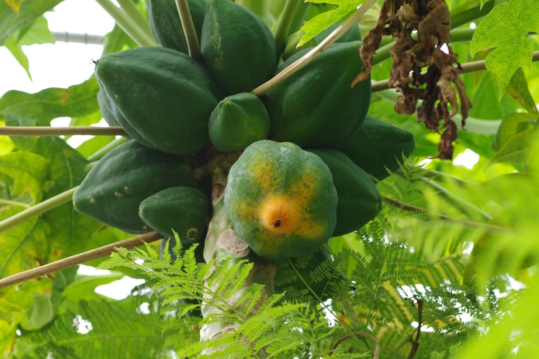 Photo papaya fruit taste