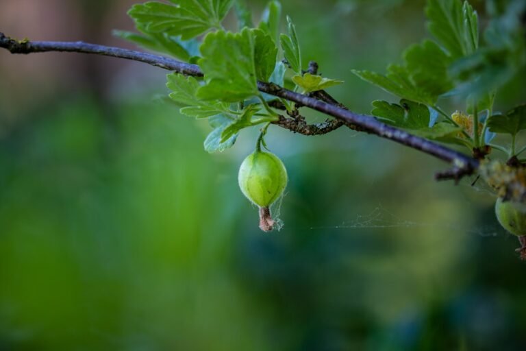 Photo gooseberry plant